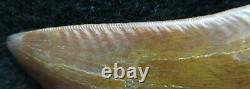 Excellent Dinosaur Fossil Tooth, Carcharodontosaurus 2 1/4 Inches! African T Rex