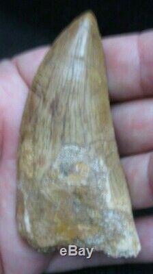 Excellent Dinosaur Fossil Tooth, Carcharodontosaurus 3 Inches! African T Rex