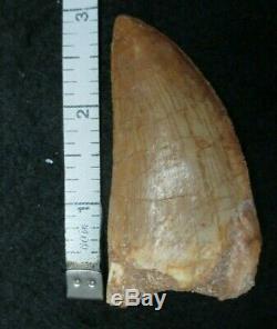 Excellent Dinosaur Fossil Tooth, Carcharodontosaurus 3 Inches! African T Rex