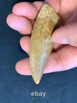 Excellent MQ 3.09 Carcharodontosaurus Tooth Dinosaur Fossil T Rex All Natural