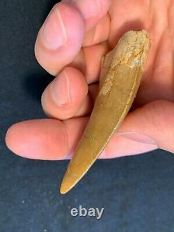 Excellent MQ 3.09 Carcharodontosaurus Tooth Dinosaur Fossil T Rex All Natural