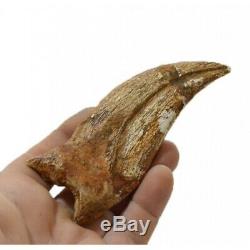 Fossil CARCHARODONTOSAURUS SAHARICUS CLAW DINOSAUR T REX GRIFFE FOSSILE rare