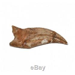 Fossil CARCHARODONTOSAURUS SAHARICUS CLAW DINOSAUR T REX GRIFFE FOSSILE rare