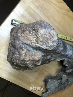 Fossil Dinosaur Juvenile T-REX Femur Cretaceous of Montana Hell Creek FM