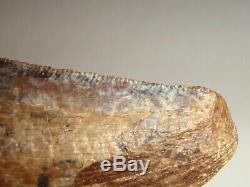 Fossil Dinosaur Tooth T rex 3 worn areas on the tooth