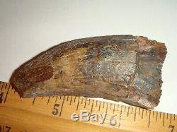 Fossil Dinosaur Tooth T rex 3 worn areas on the tooth