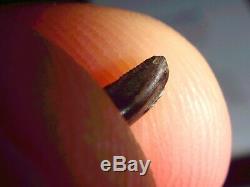 Fossil Dinosaur Tooth T rex Actual Baby Tooth 6mm Long