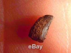 Fossil Dinosaur Tooth T rex Actual Baby Tooth 6mm Long