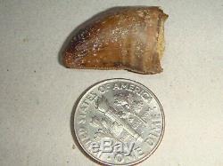 Fossil Dinosaur Tooth T rex Complete From Back of Jaw Adult