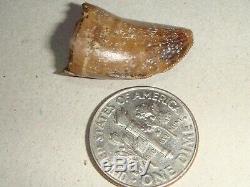 Fossil Dinosaur Tooth T rex Complete From Back of Jaw Adult