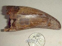 Fossil Dinosaur Tooth T rex Over 1 3/4 inches long
