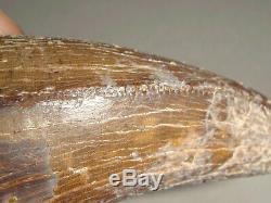 Fossil Dinosaur Tooth T rex Over 1 3/4 inches long