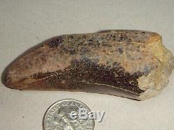 Fossil Dinosaur Tooth T rex Over 2 inches long