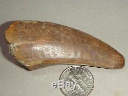 Fossil Dinosaur Tooth T rex Over 2 inches long