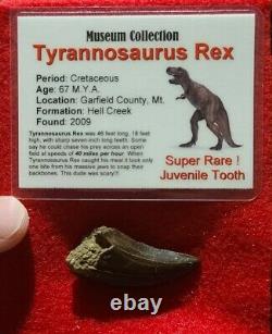Fossil Dinosaur Trex Juvenile Tyrannosaurus Rex 1.5 Tooth Hell Creek Htf