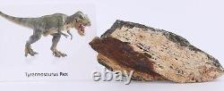Fossil Dinosaur Tyrannosaurus Rex T Rex Leg Bone South Dakota SD COA 4945