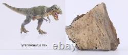 Fossil Dinosaur Tyrannosaurus Rex T Rex Leg Bone South Dakota SD COA 5294 +stand