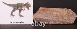 Fossil Dinosaur Tyrannosaurus Rex T Rex Leg bone South Dakota SD COA 4465