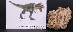 Fossil Dinosaur Tyrannosaurus Rex T Rex Leg pc Trabecular South Dakota COA 4902