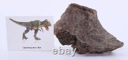 Fossil Dinosaur Tyrannosaurus Rex T Rex Scapula 4.5 Montana MT COA 4957