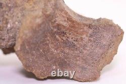 Fossil Dinosaur Tyrannosaurus Rex T Rex bone pc. 5.8 Fm Montana COA 4024