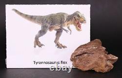 Fossil Dinosaur Tyrannosaurus T Rex Cervical Vertebra Pc. Hell Creek Montana COA