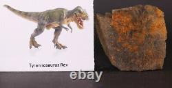 Fossil Dinosaur Tyrannosaurus T Rex Femur section Newell South Dakota COA 4448