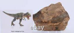Fossil Dinosaur Tyrannosaurus T Rex Leg Bone Hell Creek Fm South Dakota COA 4784