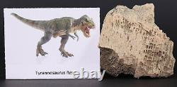 Fossil Dinosaur Tyrannosaurus T Rex Leg Bone Trabecular South Dakota COA 4699