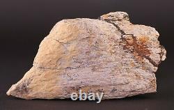 Fossil Dinosaur Tyrannosaurus T Rex Leg Bone pc Hell Creek South Dakota COA 4344