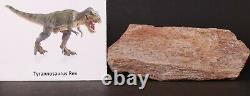 Fossil Dinosaur Tyrannosaurus T Rex Leg bone pc Cretaceous South Dakota COA 4465