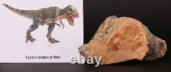 Fossil Dinosaur Tyrannosaurus T Rex Leg pc. Cretaceous South Dakota COA 4489