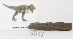 Fossil Dinosaur Tyrannosaurus T Rex Rib Hell Creek Fm Montana MT COA 3467
