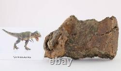 Fossil Dinosaur Tyrannosaurus T Rex Tibia piece Hell Creek Fm. Montana COA 4025