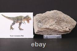 Fossil Dinosaur Tyrannosaurus T Rex bone 94mm trabecular South Dakota COA 4241
