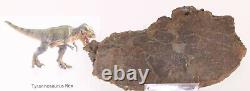 Fossil Dinosaur Tyrannosaurus rex T Rex distal Scapula Montana COA 3531