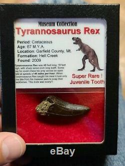 GORGEOUS TYRANNOSAURUS T-Rex Tooth-dinosaur fossil Superb! Garfield Co. Mt