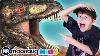 Giant T Rex Dinosaur Escape Jurassic Tv Dinosaurs And Toys T Rex Family Fun