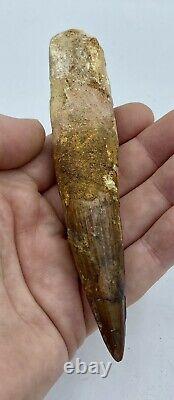 HUGE Spinosaurus 5 1/2 Tooth Dinosaur Fossil before T Rex Cretaceous #66