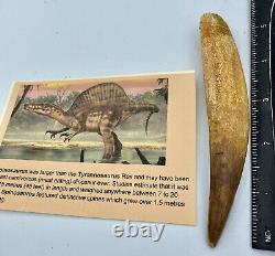 HUGE Spinosaurus 5 1/4 Tooth Dinosaur Fossil before T Rex Cretaceous #67