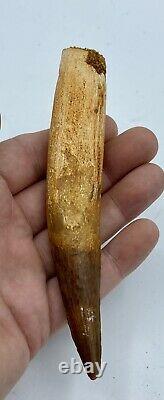 HUGE Spinosaurus 5 1/4 Tooth Dinosaur Fossil before T Rex Cretaceous #67