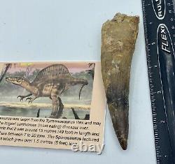 HUGE Spinosaurus 5 1/4 Tooth Dinosaur Fossil before T Rex Cretaceous #70