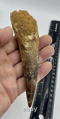 HUGE Spinosaurus 5 1/4 Tooth Dinosaur Fossil before T Rex Cretaceous #70