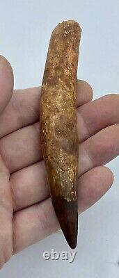 HUGE Spinosaurus 5 1/8 Tooth Dinosaur Fossil before T Rex Cretaceous #72