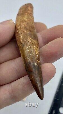 HUGE Spinosaurus 5 1/8 Tooth Dinosaur Fossil before T Rex Cretaceous #72