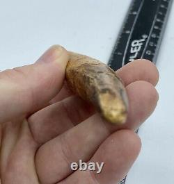 HUGE Spinosaurus 5 3/8 Tooth Dinosaur Fossil before T Rex Cretaceous #65