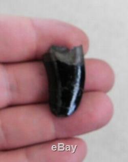 High Value Dinosaur Collection Fossil Tooth Skin T rex Fossils
