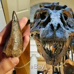Huge 3.6inch Tyrannosaurus Rex Tooth Fossil Dinosaur Teeth Trex Jurassic Park
