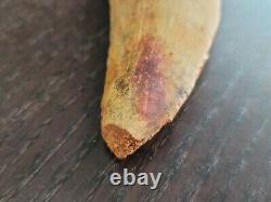 Huge 3.8 African T Rex Carcharodontosaurus Fossil Theropod Dinosaur Tooth No Re