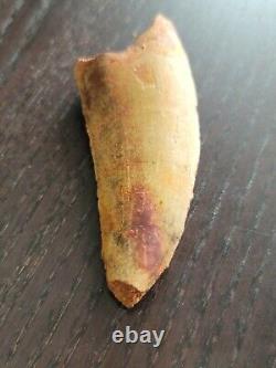 Huge 3.8 African T Rex Carcharodontosaurus Fossil Theropod Dinosaur Tooth No Re